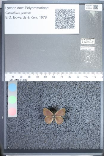 Media type: image;   Entomology 65940